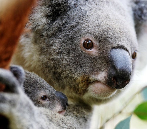Koalas get more than 90 per cent of their water from eucalyptus leaves