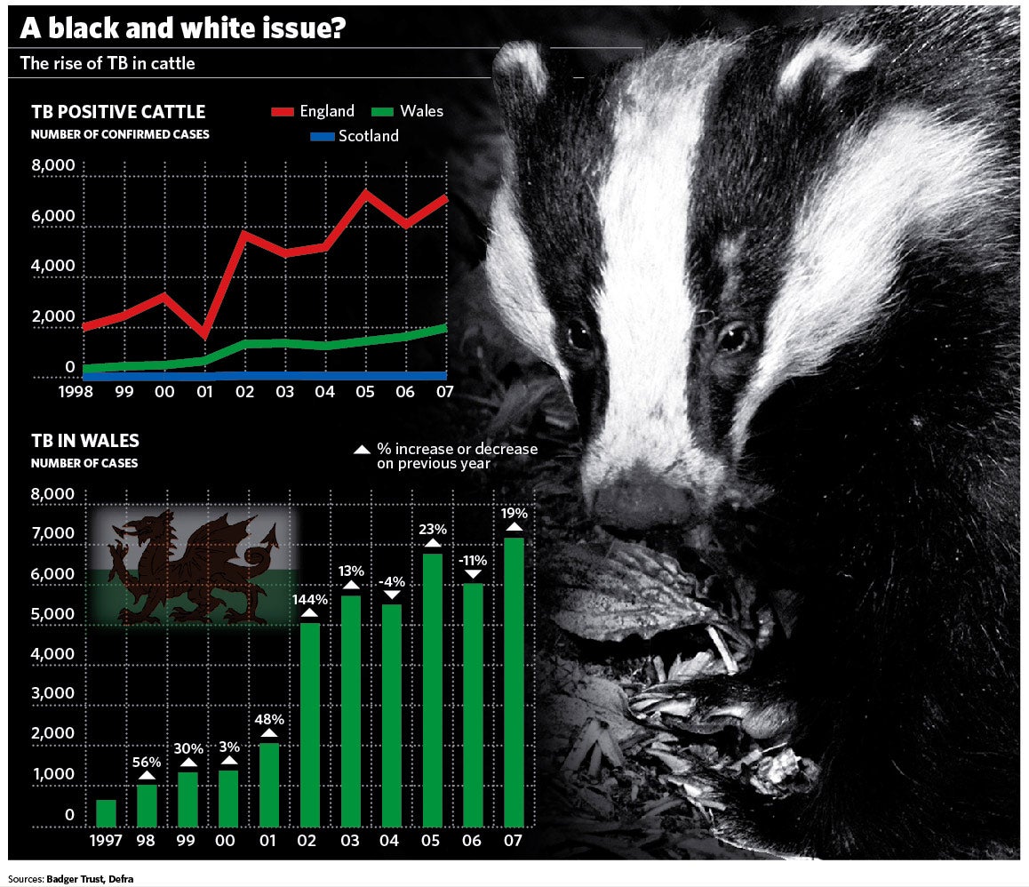 The Big Question: Should Badgers Be Culled To Check The Spread Of ...