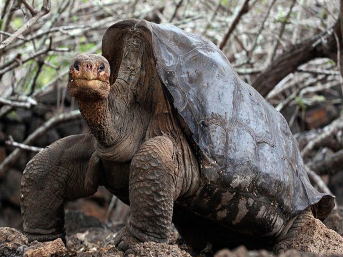 Animal magic: Wild and wonderful in the Galápagos Islands | The Independent  | The Independent