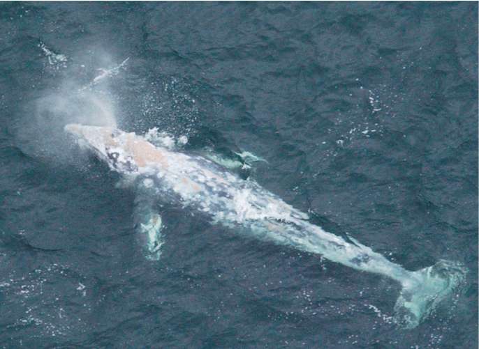 Only about 120 grey whales survive and they are listed as 'critically endangered'