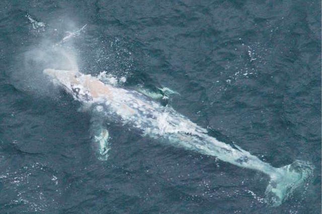 Only about 120 grey whales survive and they are listed as 'critically endangered'