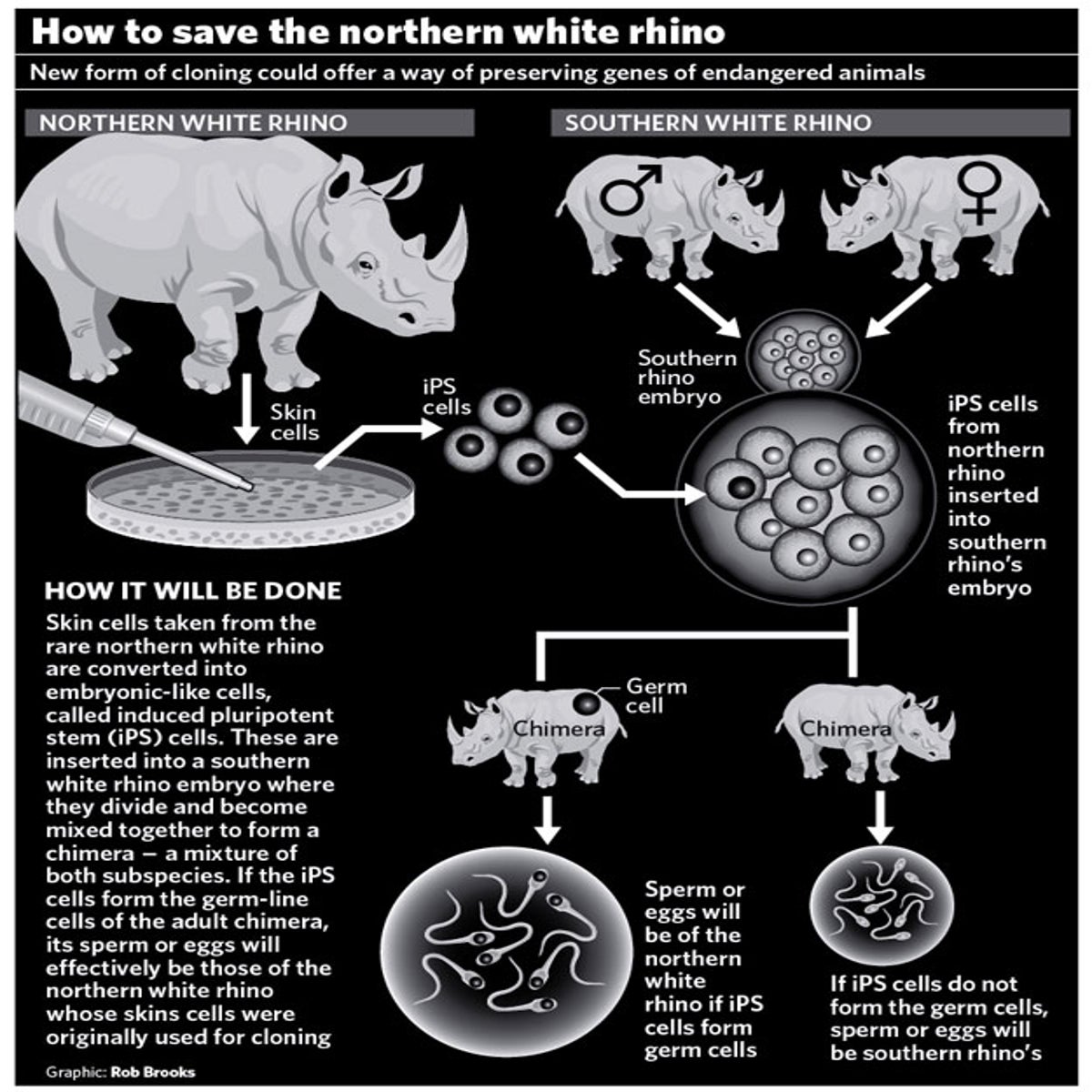 Northern White Rhino Rescue Breakthrough