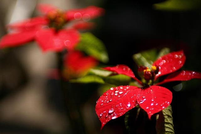 <p>More than 8 million poinsettias are sold in the UK every year</p>
