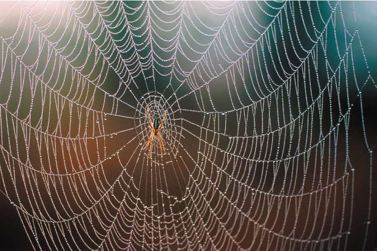 How spider webs achieve their strength, MIT News