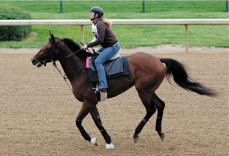 Big Brown works on the track at Churchill Downs in preparation for the Kentucky Derby tomorrow, when he is expected to start favourite