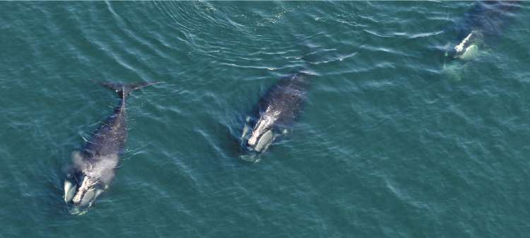 A trio of right whales surface in Cape Cod Bay