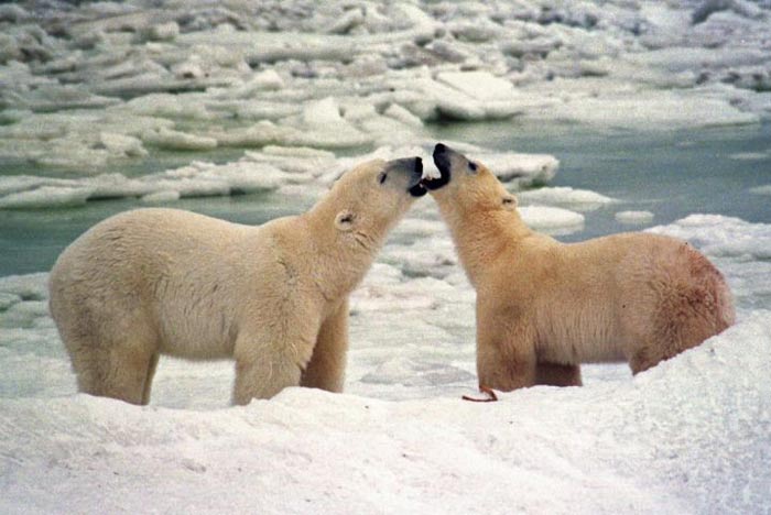 The polar bear's habitat is melting fast © Reuters