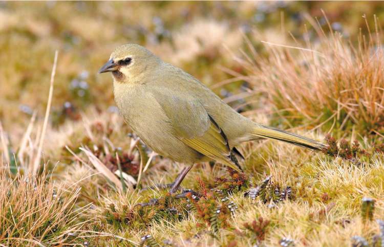 The Gough bunting, resident of the island.