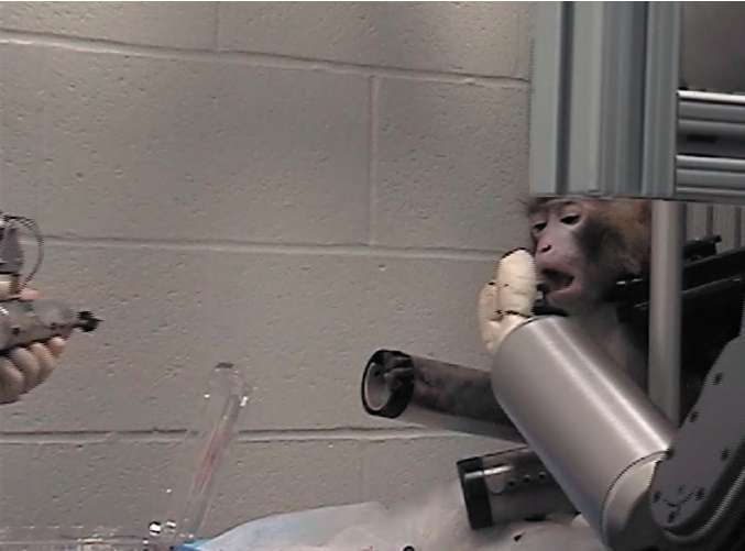 A monkey controls a robotic arm using brain signals to pluck a marshmallow from a skewer
