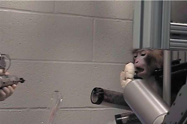 A monkey controls a robotic arm using brain signals to pluck a marshmallow from a skewer
