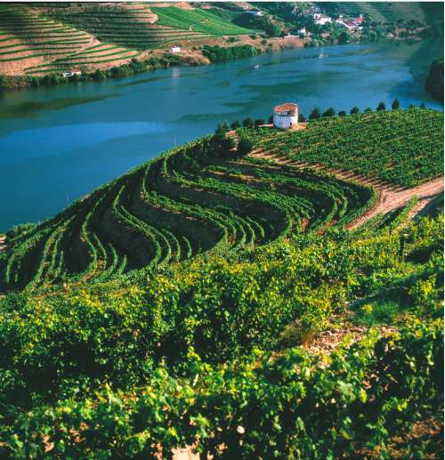 A vineyard in Alto Douro, one of the delights of northern Portugal