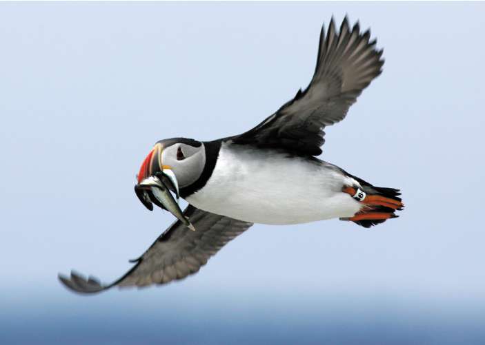 Puffin numbers on the Isle of May have fallen by nearly a third. Researchers fear this could indicate a national trend