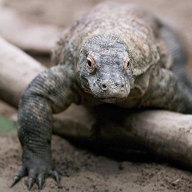 A Komodo dragon