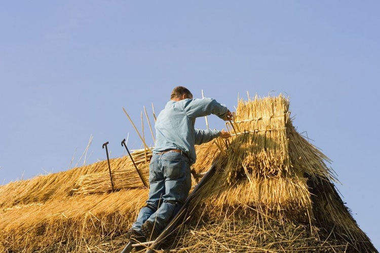 Driver says: 'You have to be quite fit as you're constantly carrying reed up ladders'