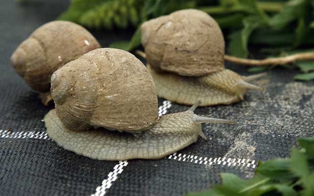 <p>About 450kg of <a href="/life-style/food-and-drink/national-escargot-day-a7043501.html" title="National Escargot Day: The best ways to cook and eat snails">French snails</a> were taken (file photo)</p>