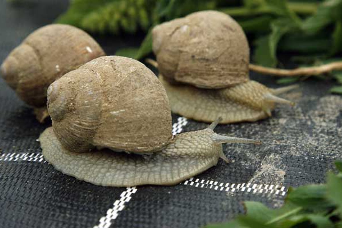 Thieves steal 90,000 Euros of snails meant for Michelin-starred restaurants in France