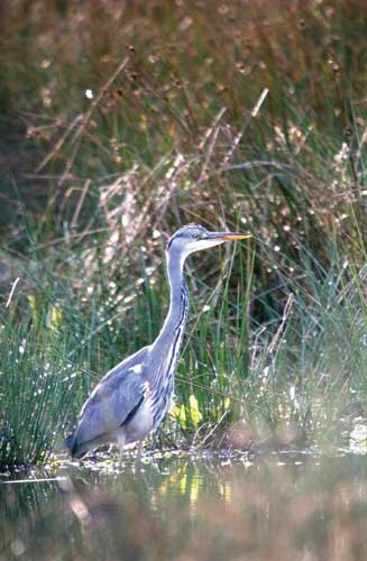 Secret Britain (part 2): The best places in the country for wildlife ...