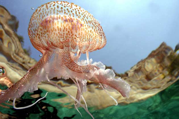 Jellyfish | New Zealand Geographic