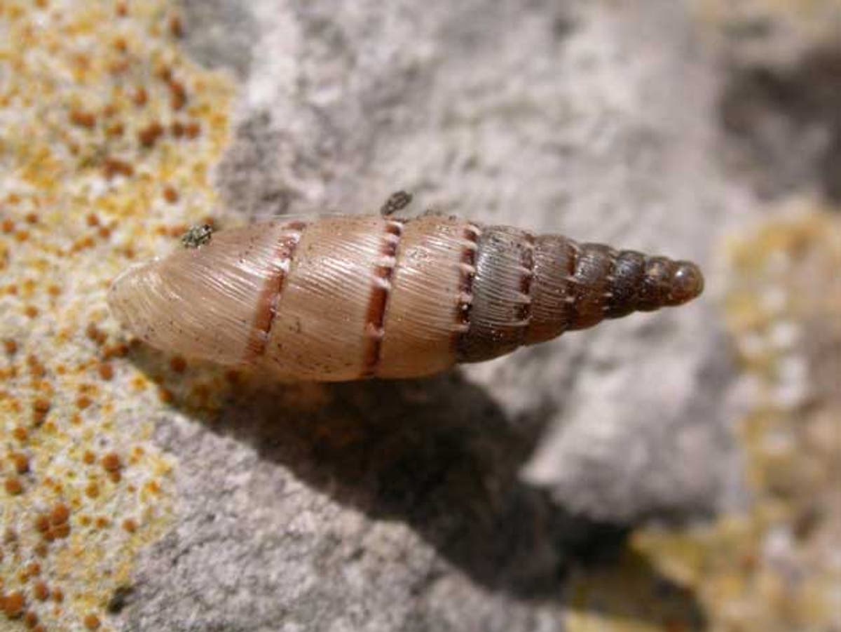 Discovered The snails that hid from history The Independent The