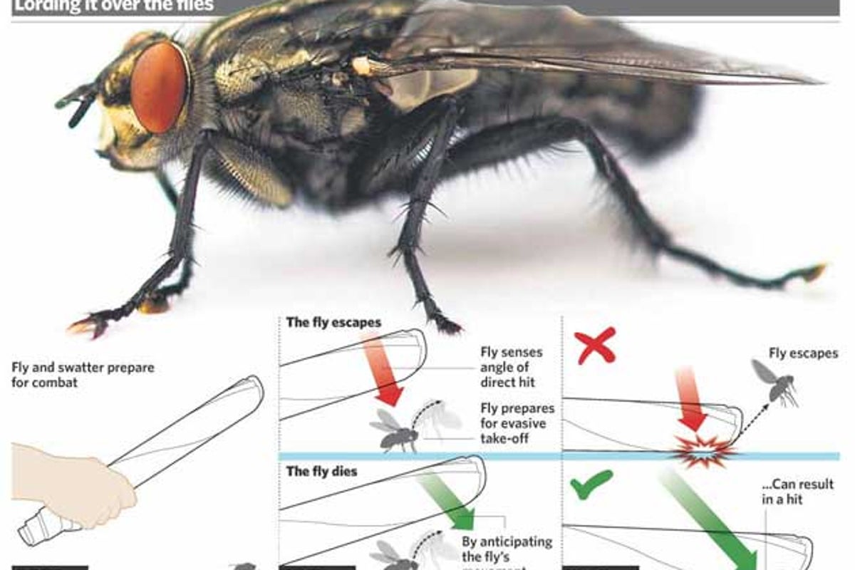 Gotcha! How to swat a fly, and know that it will die | The Independent ...