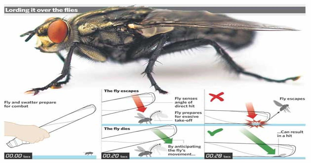 Flies evade your swatting thanks to sophisticated vision and neural  shortcuts