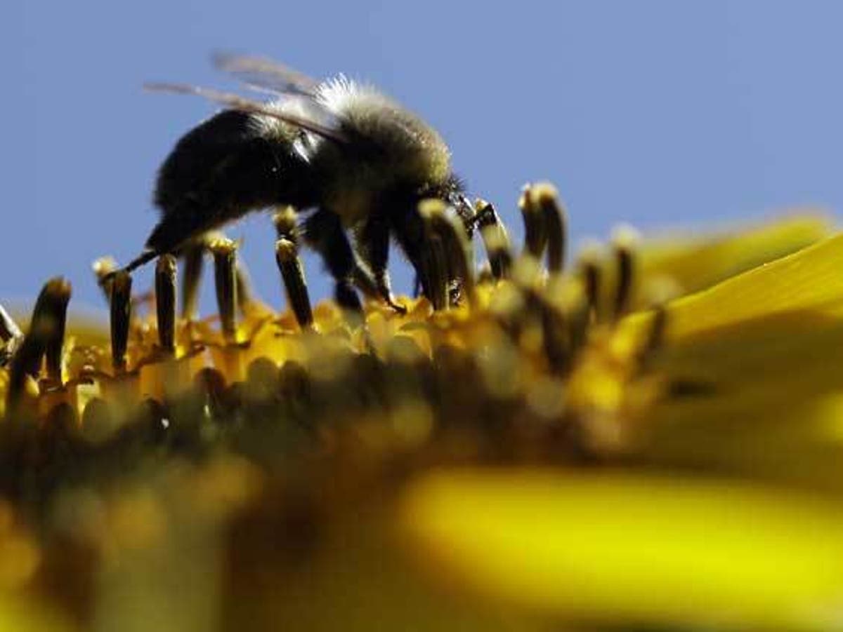 Dozens of bee species extinct or on verge of disappearing across UK, study finds