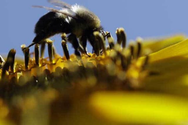 Bees are being killed by climate change, habitat loss and pollution, scientists say