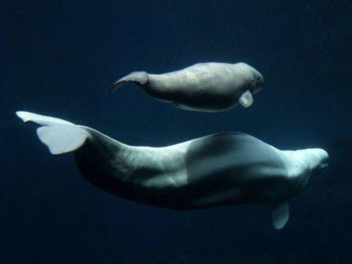 Beluga whales and narwhals go through menopause in same way as humans, scientists find