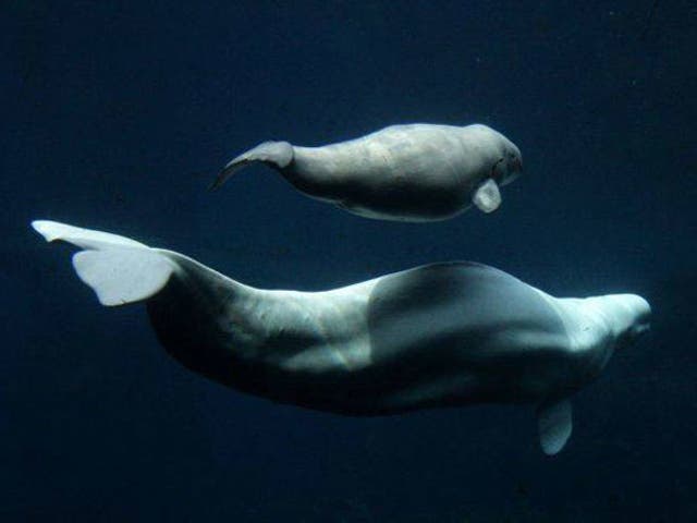 Beluga whales, like humans, stop reproducing after middle age