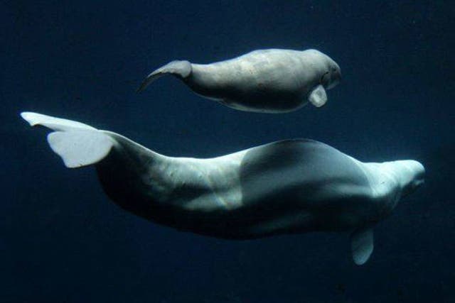 Beluga whales, like humans, stop reproducing after middle age