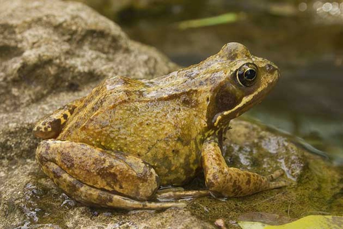 Half of Europe's frogs face extinction