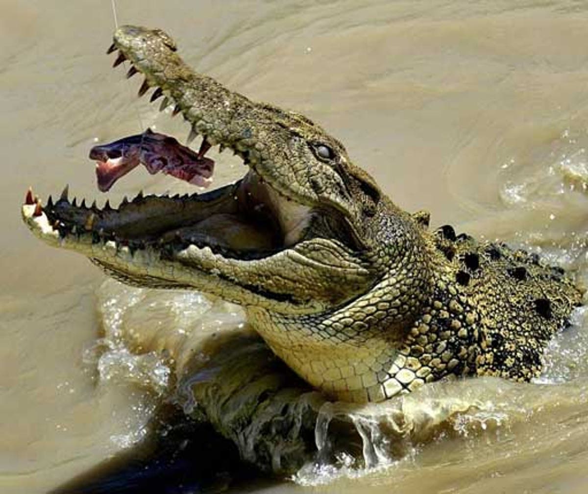 Крокодил самый опасный хищник. Остров Рамри крокодиловая бойня.