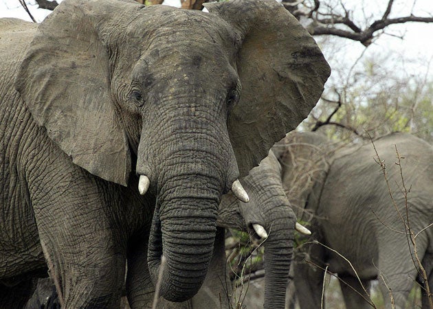 African elephant was downgraded from vulnerable to extinction to the lower category of near threatened, because of recent increases in population in southern and eastern Africa