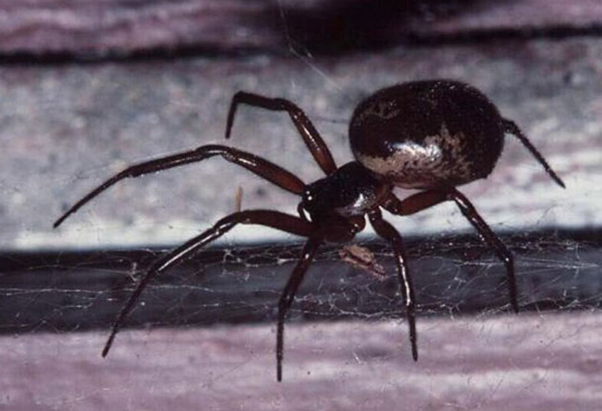 Dad almost loses part of leg after being bitten by spider in own garden