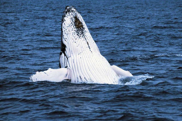 Humpback whales can live to be 80; the one killed off Seattle was a juvenile