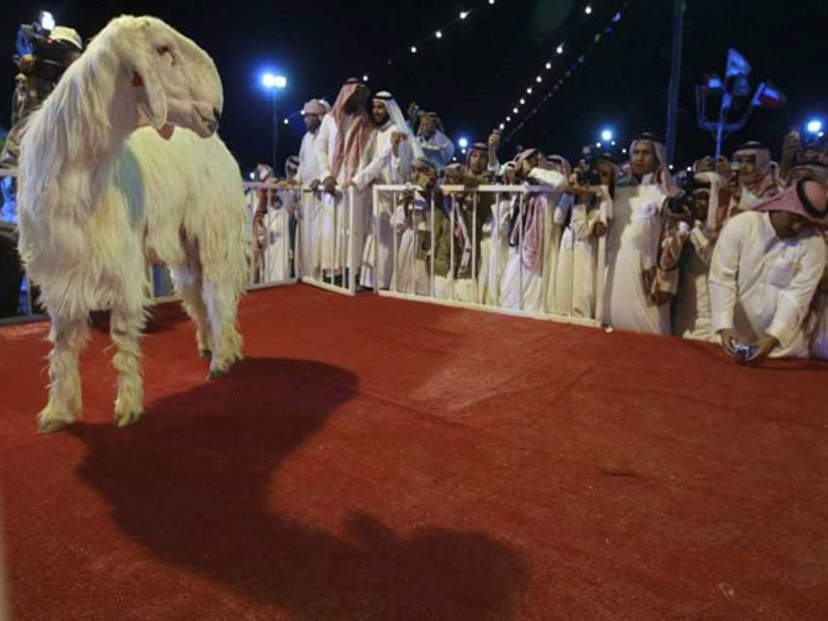 Presenting the most glamorous goat in all Arabia | The Independent | The  Independent