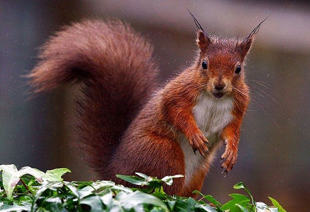 Red squirrel populations have been decimated since people brought grey squirrels to Britain from the US in the late 19th century