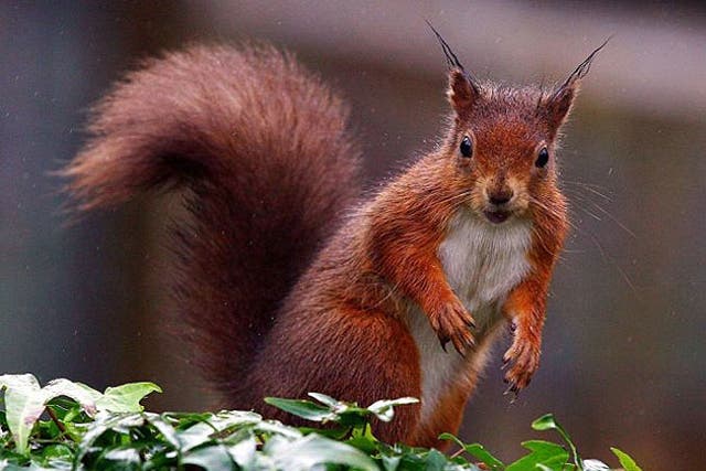 <p>Red squirrel populations have been decimated since people brought grey squirrels to Britain from the US in the late 19th century </p>