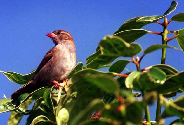 The sparrow population in London has plummeted by 68 per cent in the past 15 years