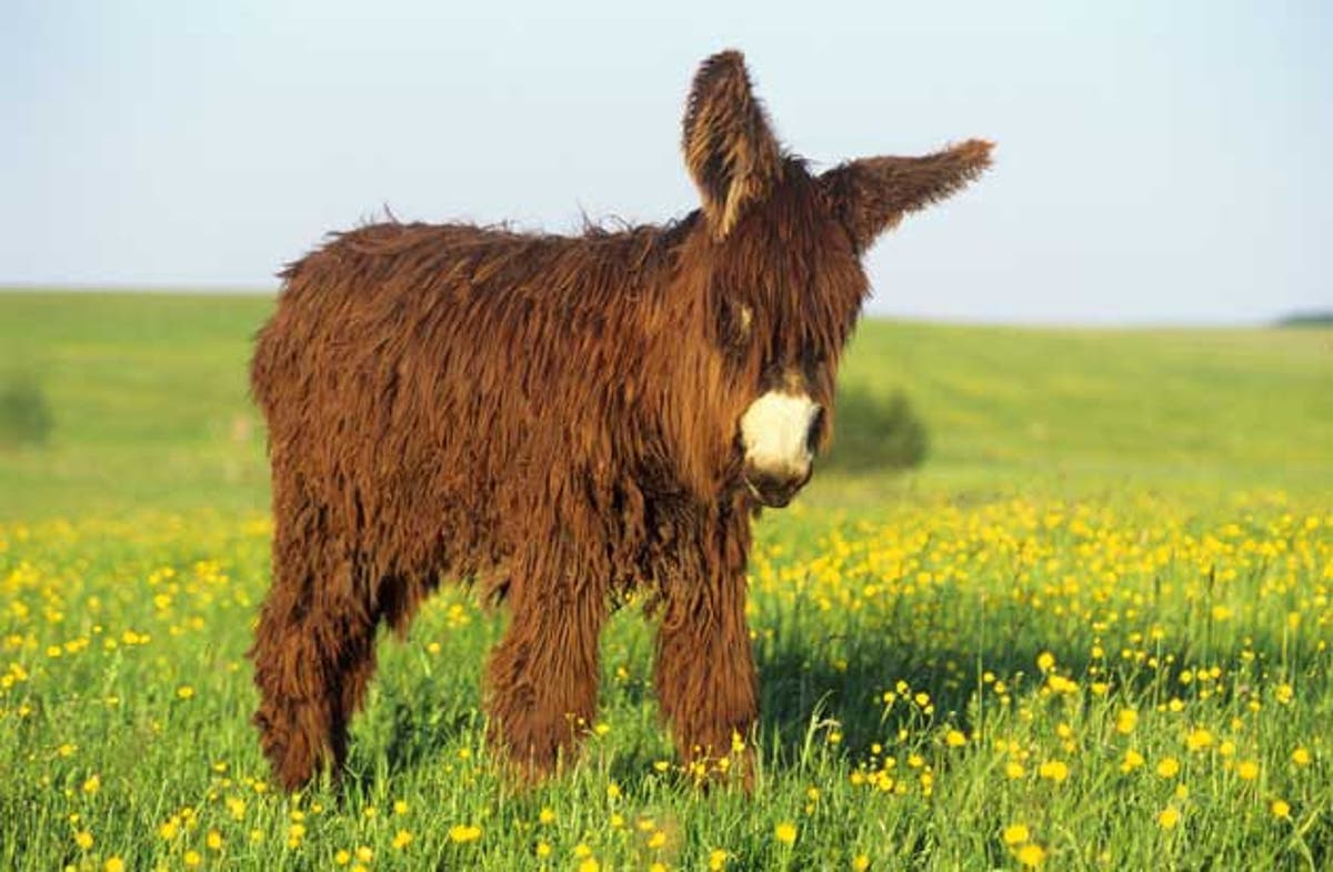 Pet of the week: The Poitou donkey | The Independent | The Independent