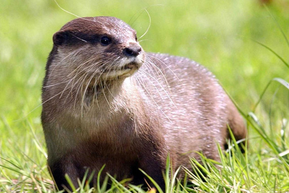 Otters and beavers among rare wildlife at serious risk' from planning reforms