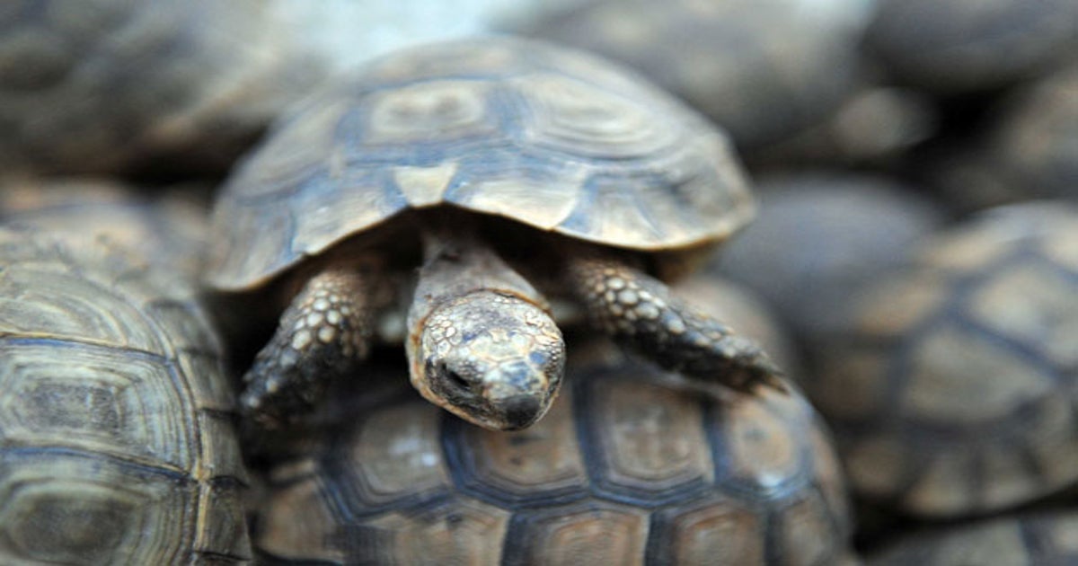 Turtles DON'T live inside their shells as shocking reality