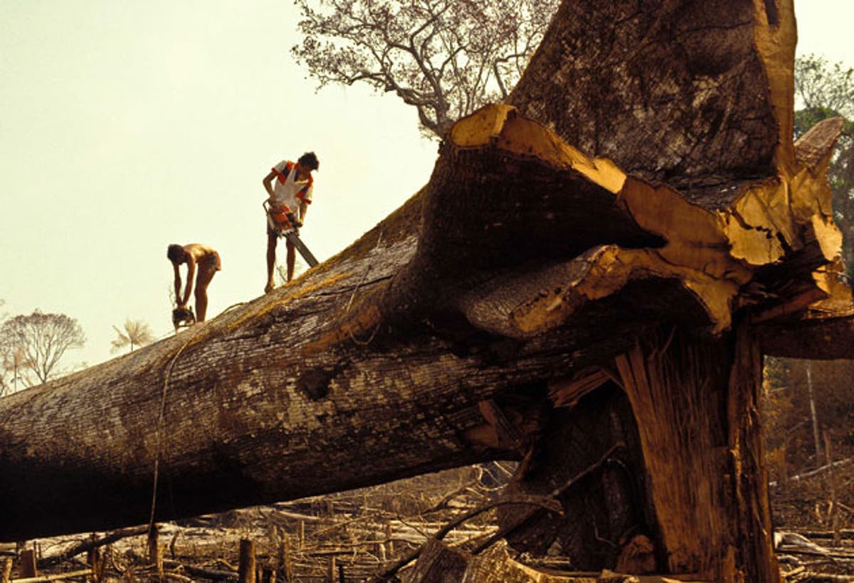 Спилил огромное дерево. Вырубка тропических лесов Амазонии. Вырубка тропических лесов в Бразилии. Обезлесение Бразилии. Обезлесение леса Амазонии,.