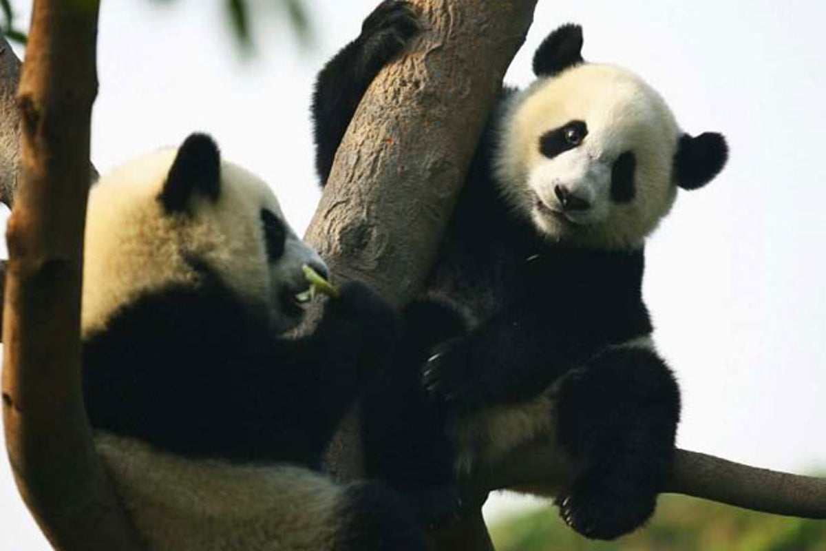 How a billionaire is trying to bring pandas to New York City | The ...