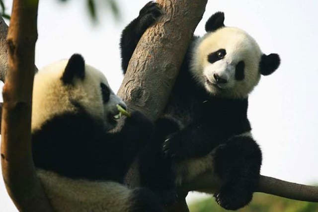 <p>Panda Diplomacy has been used in the past to help strengthen international relatiosn </p>