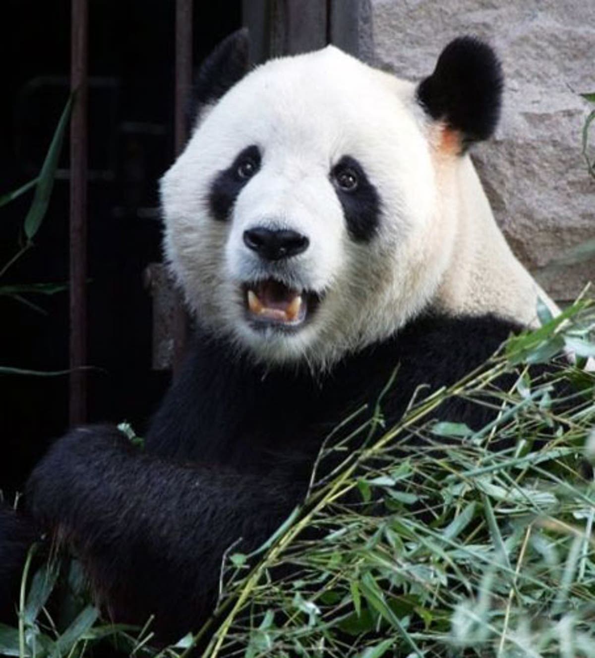 China zoo panda bites third tourist in two years | The Independent ...