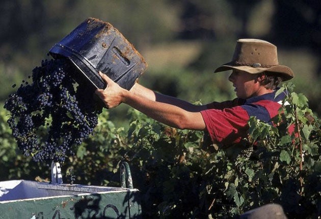 The value of Australian wine exports fell by 18 per cent last year but production is expected to rise 6 per cent due to a predicted sales slump from European wine producers