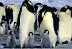 Emperor penguins on course for extinction ‘by end of century’ due to climate crisis