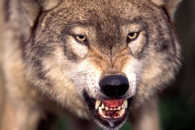 Wolf reportedly seen killing sheep and a goat near residential buildings