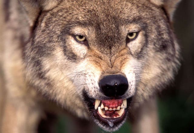 Wolf reportedly seen killing sheep and a goat near residential buildings